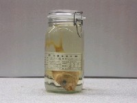 藏品(珠斑花爐)的圖片